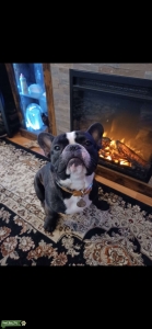 AKC registered French Bulldog Stud  Listing Image