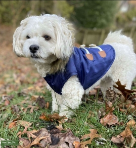 Bichon-Shih-Tzu Stud in South Central PA Listing Image