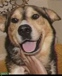 Brown and Tan Husky Listing Image