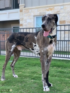 Merle Great Dane Listing Image