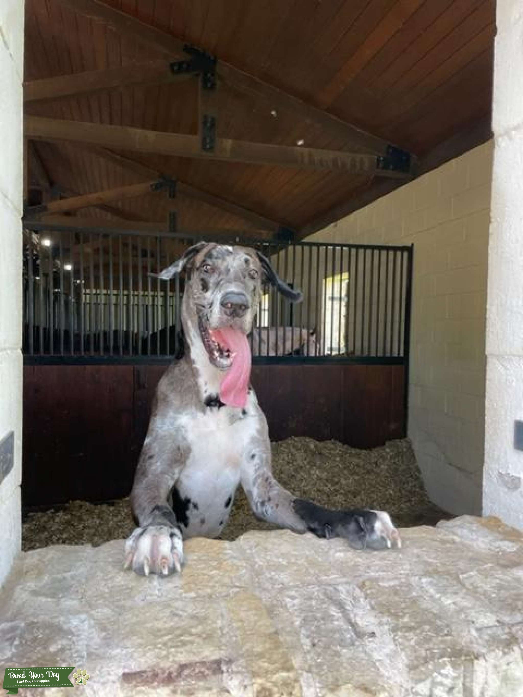Merle Great Dane Stud Dog Dallas Breed Your Dog