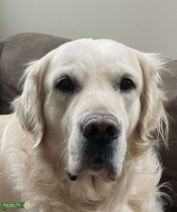 English Golden Retriever CKC and AKC BISS Descendant Listing Image