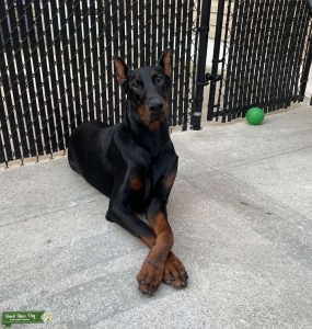 Doberman Pincher Stud Listing Image
