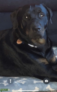 Need Girlfriend Listing Image