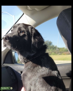 Lab and Great Pyrenees Listing Image