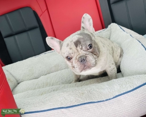 Merle French Bulldog Stud Listing Image