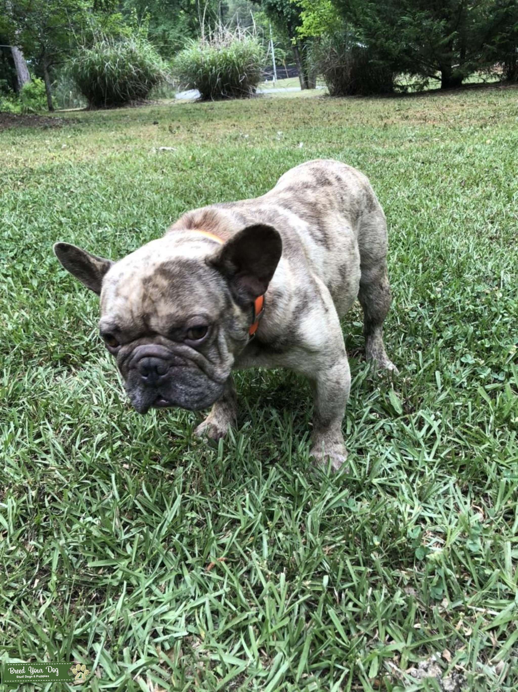 Chocolate merle Stud Dog in , United States Breed Your Dog