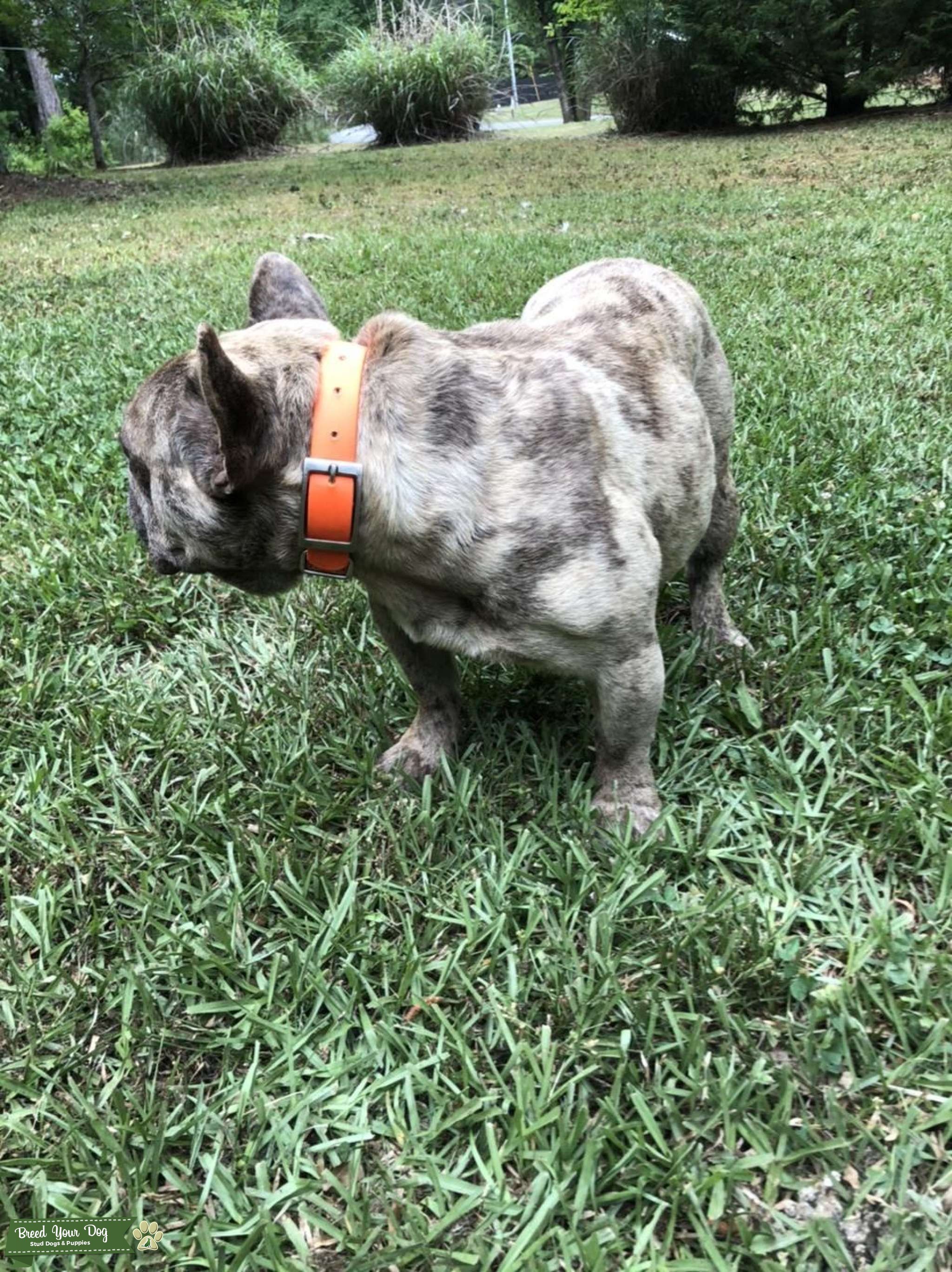 Chocolate merle Stud Dog in , United States Breed Your Dog