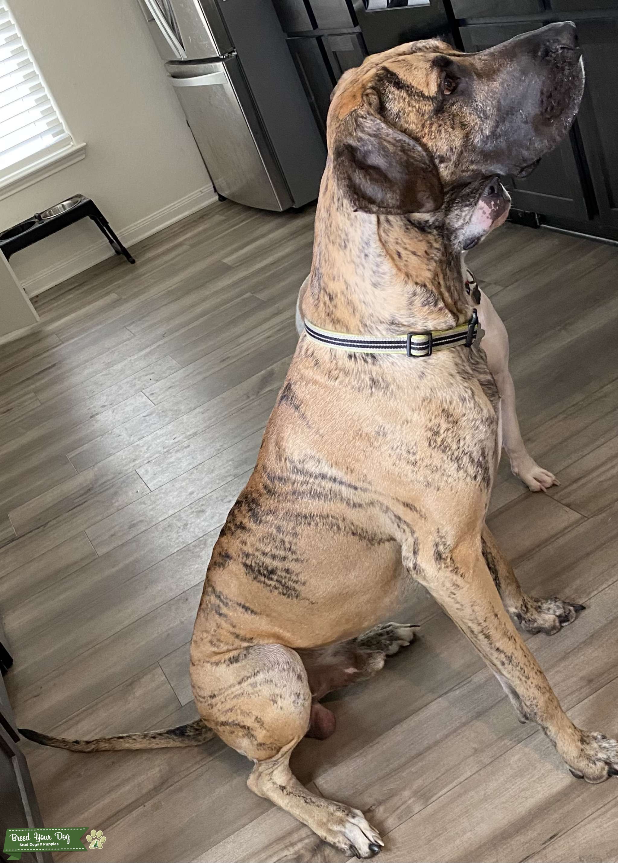 Beautiful brindle male Great Dane Stud Dog in Texas, United States