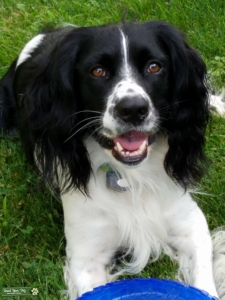 Black & White English Springer Spaniel Listing Image