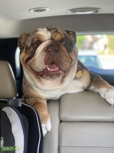 AKC English Bulldog Stud  Listing Image