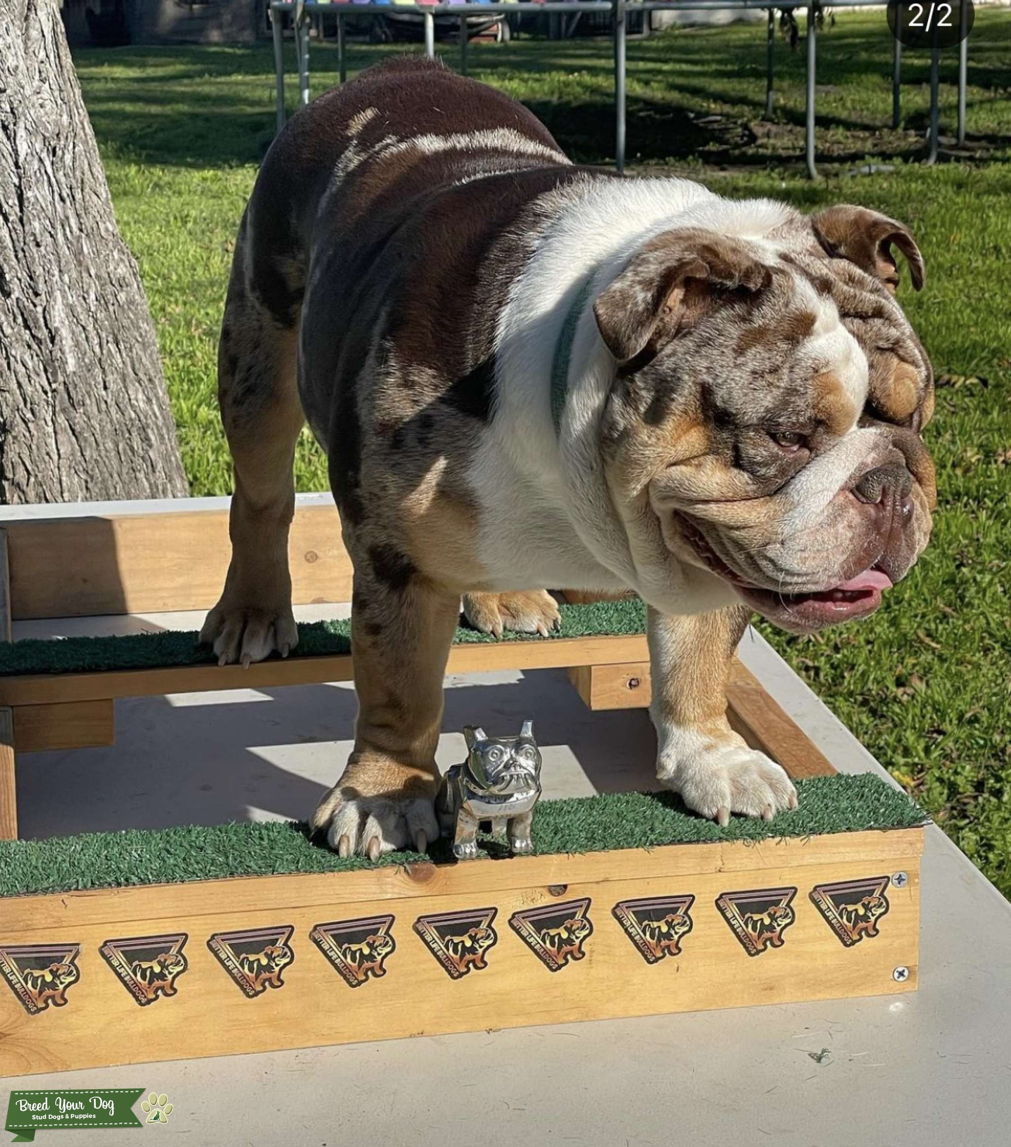 AKC English Bulldog Stud Stud Dog in Northern California, the United