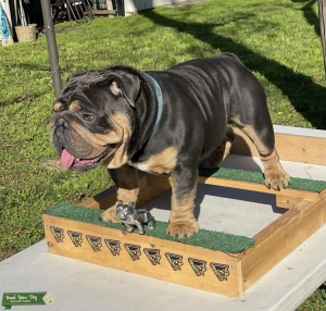 AKC English Bulldog Stud Blue and Tan Listing Image