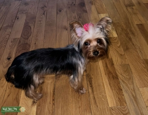 Beautiful Petite Female looking for business  Listing Image