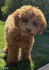 Ready to mate Red Toy Poodle  Listing Image