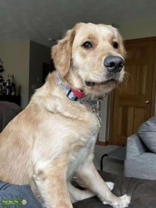 Golden Retriever 1yr 1mo Listing Image