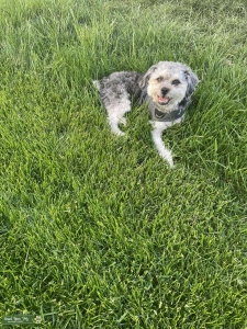 Shih-Poo Stud looking for Mate Listing Image