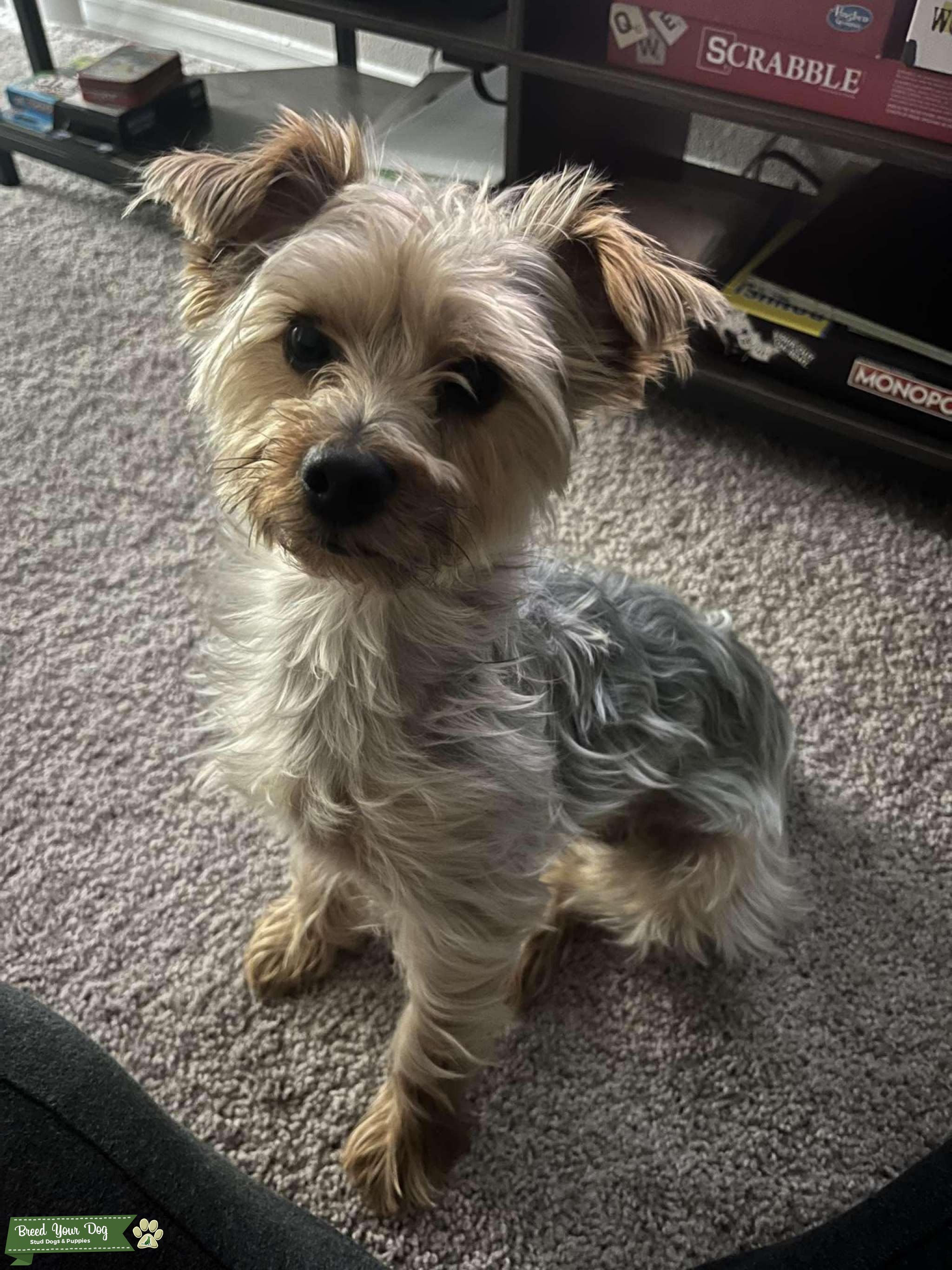 Tan and Grey Yorkie Stud Dog in North Carolina, United States Breed