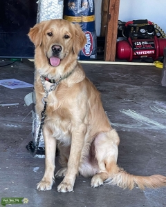 AKC certified Golden Retriever  Listing Image