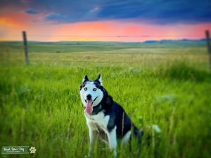 5 Year Old Siberian Husky Listing Image