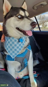 Blue and Brown eyed Siberian Husky Listing Image
