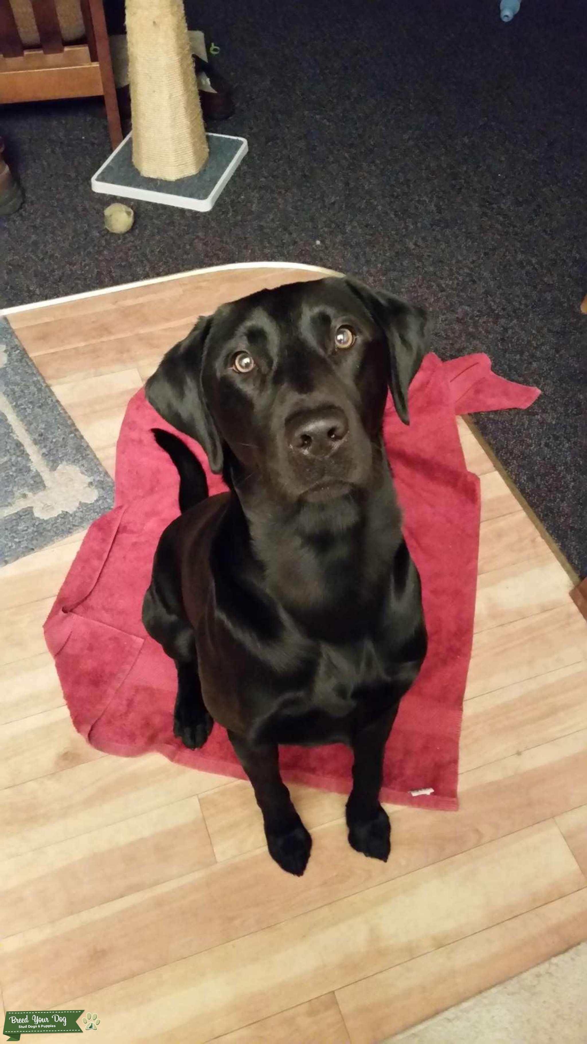Black Labrador Male Stud Dog in Minnesota, the United States Breed