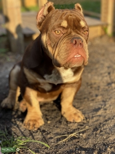 Chocolate Tri American Pocket Bully  Listing Image