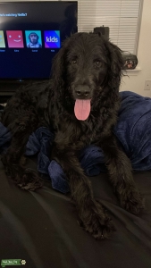 Labradoddle Stud looking for a baby mother Listing Image