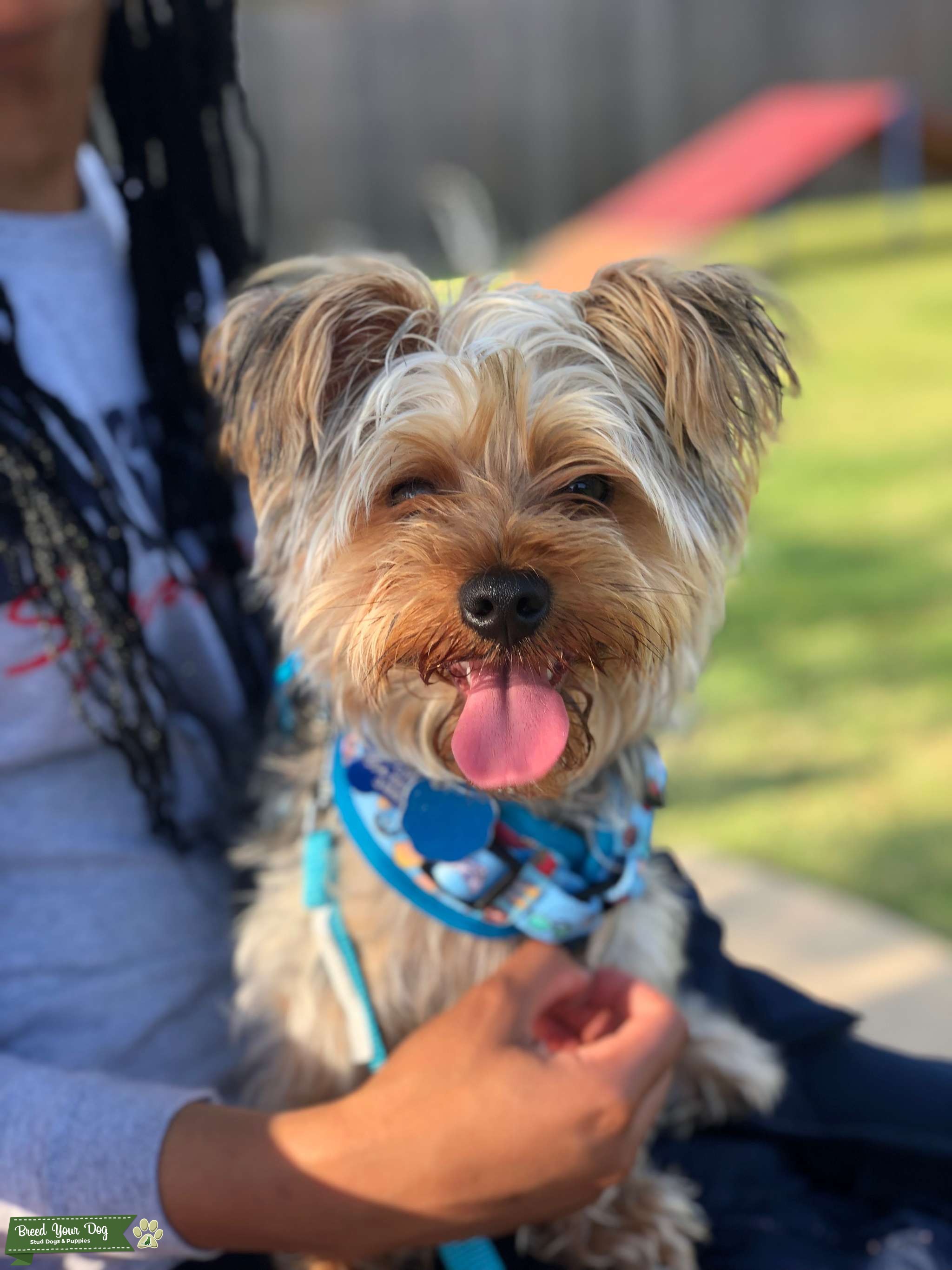 Male StudCKC Registered Stud Dog in Arizona, the United States Breed Your Dog