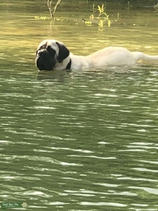 English Mastiff stud Listing Image