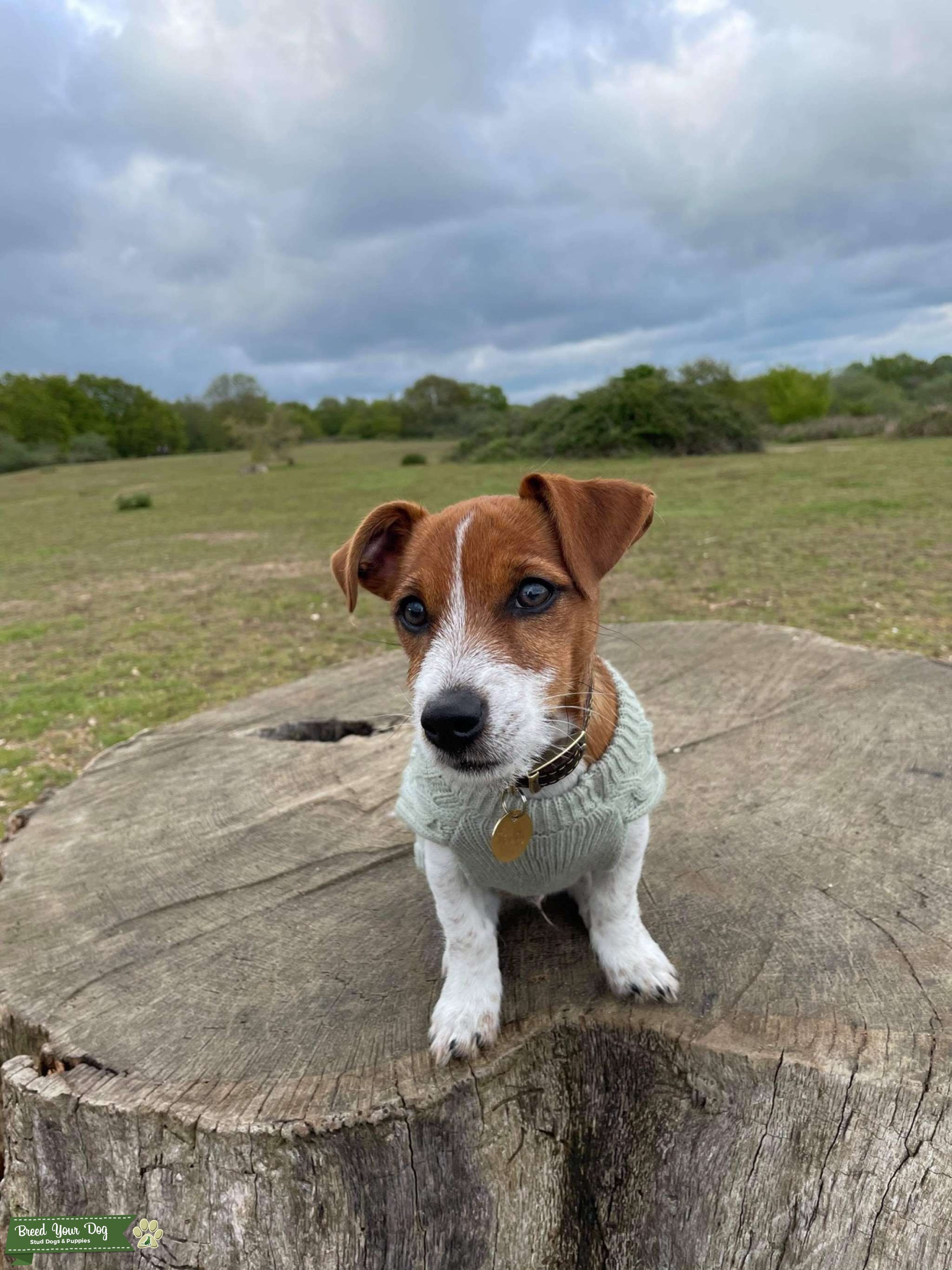Jack Russell Pedigree Stud Stud Dog in Suffolk , the United Kingdom