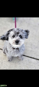 Blue Merle F1b Mini Aussiedoodle Listing Image