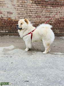 Chow chow stud available  Listing Image