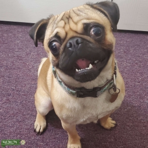 Pug looking to stud for the first time! Listing Image