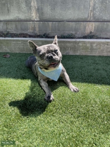 Rare Blue Merle French Bulldog Listing Image