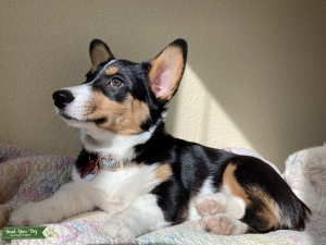 Tri-Color Pembroke Corgi  Listing Image