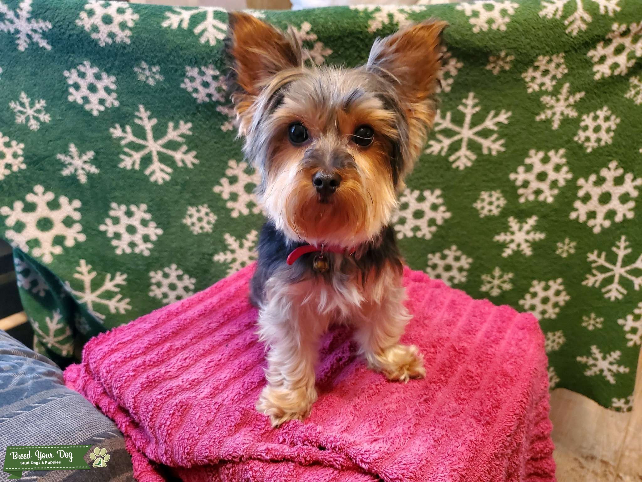 Purebred Yorkie Female Stud Dog in South Carolina, the United States