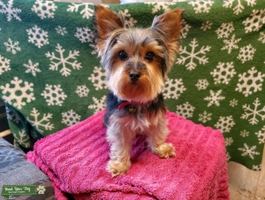 Purebred Yorkie Female  Listing Image