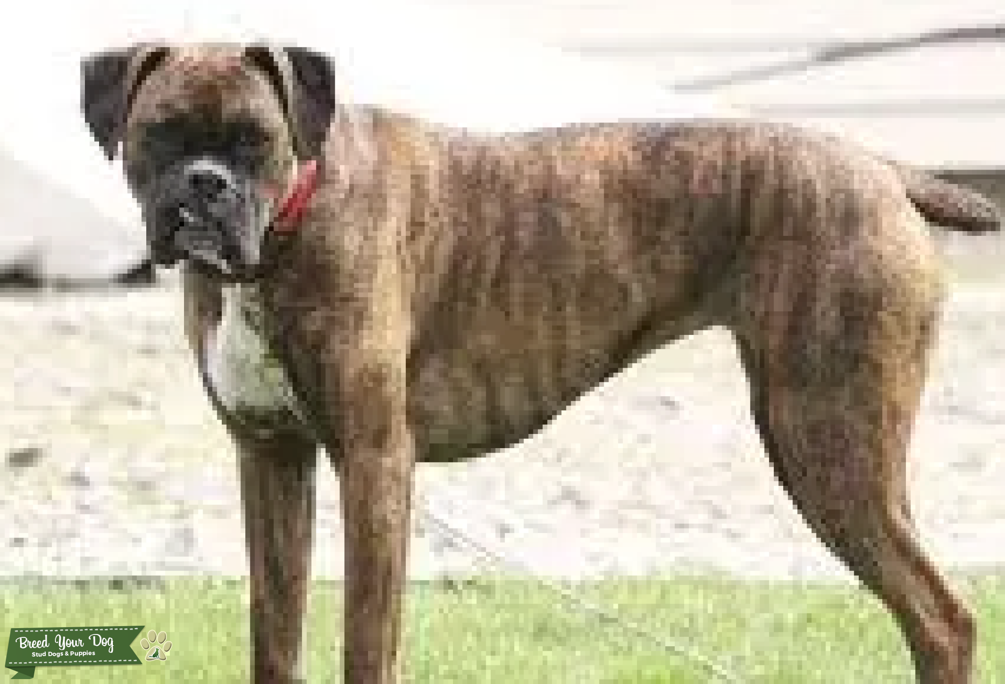 Purebred Stud Boxer Stud Dog in South Carolina, the United States