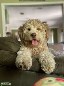 Mini Goldendoodle  Listing Image