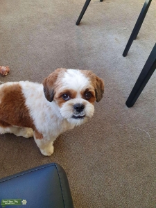 Brown and White Shih Tzu X Listing Image