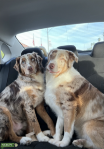 Red Merle Austrailian Shepherds Listing Image