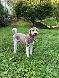SMART, Calm, family lover, gorgeous parti labradoodle brown and white Listing Image