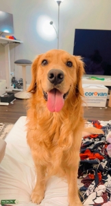 Golden Retriever  Listing Image