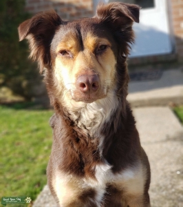 Brown tri color Boarder collie mix Listing Image