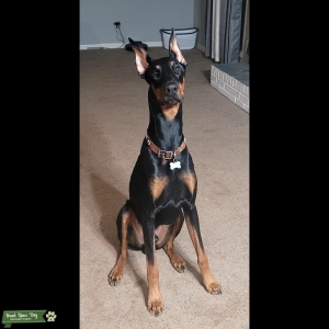 AKC Registered Euro Doberman Stud Listing Image