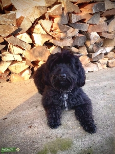 Black Aussiedoodle Listing Image
