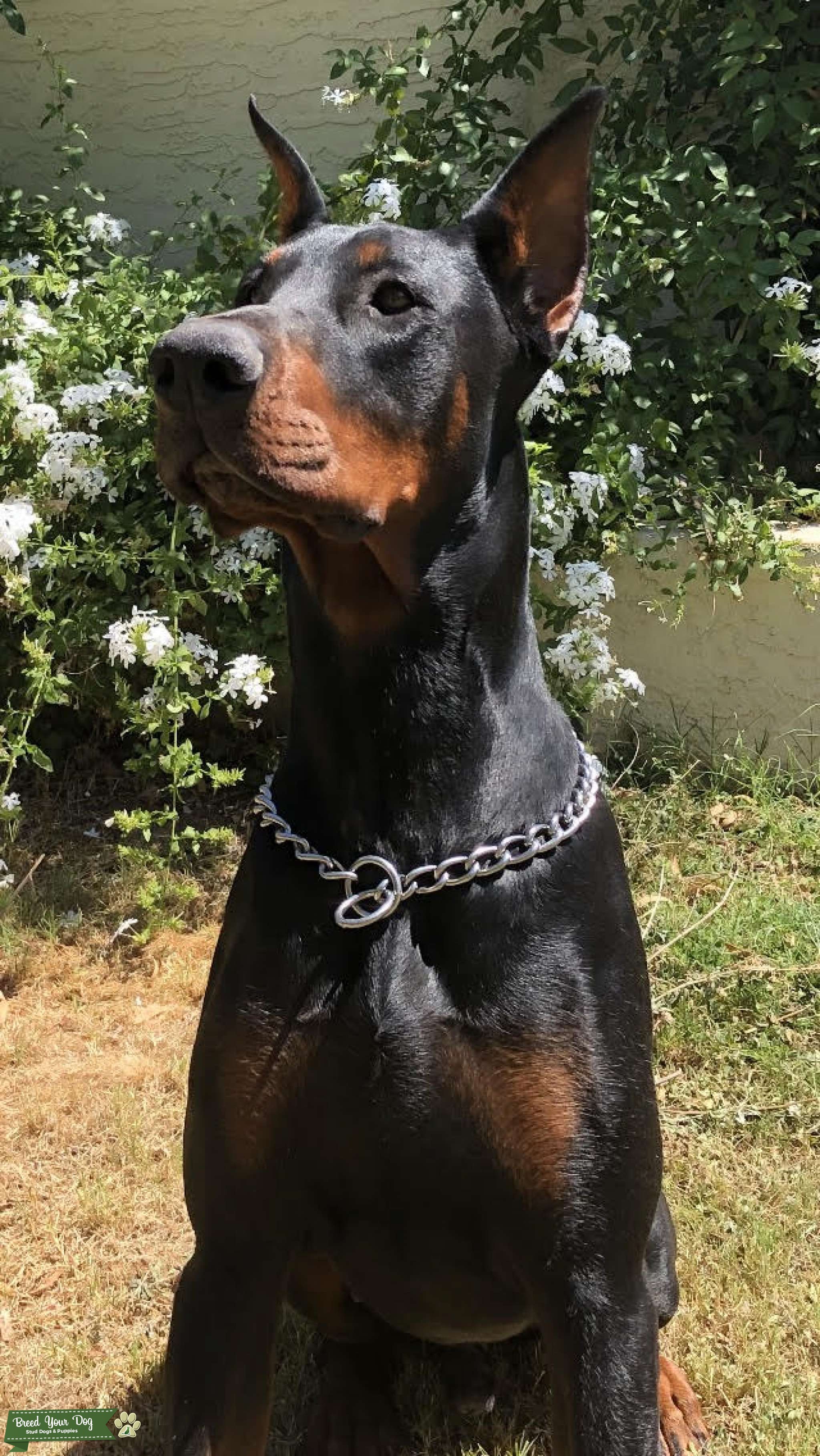 AKC DOBERMAN STUD Stud Dog Arizona Breed Your Dog