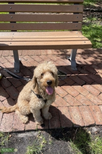 Stud dog looking for female  Listing Image