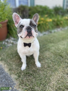 French bulldog  Listing Image